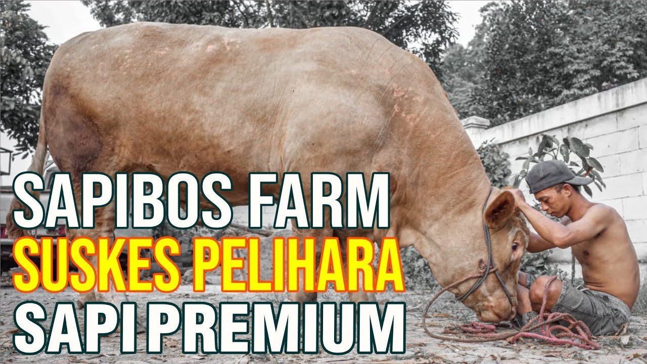 Spesialis Sapi Premium Jumbo Sapibos Farm Alumni Pelatihan Sapibagus 47 Asal Sumedang.jpg